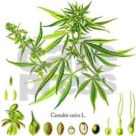 cannabis sativa l